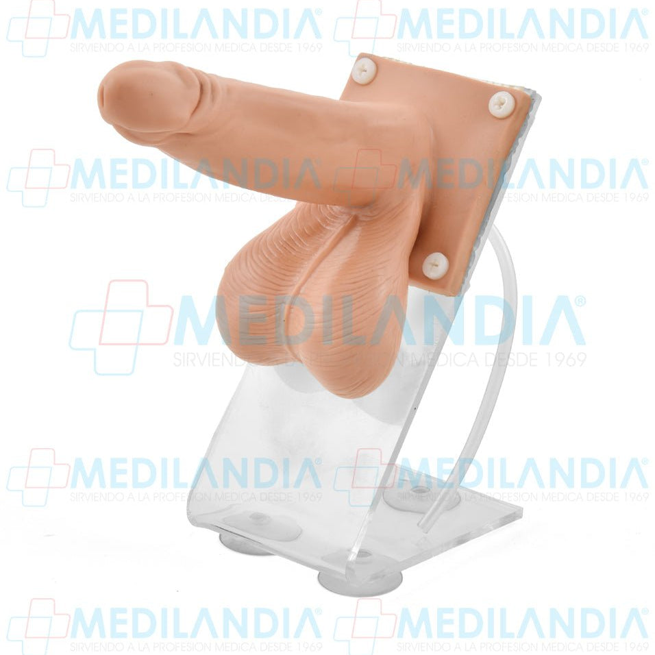 Simulador de colocación de preservativo - Modelo anatomico - MEDILANDIA- MEDILANDIA | Tienda de productos y equipos médicos de calidad en México | Soluciones profesionales para clínicas, hospitales y consultorios.