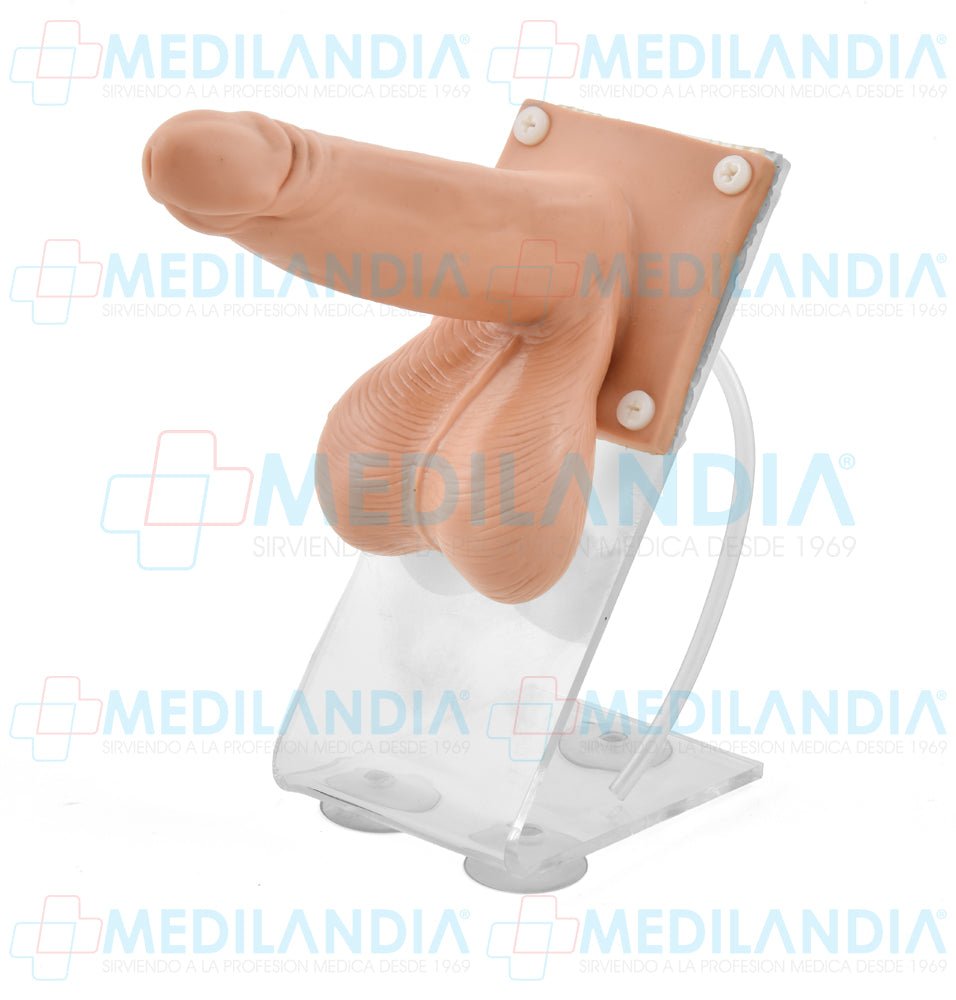 Simulador de colocación de preservativo - Modelo anatomico - MEDILANDIA- MEDILANDIA | Tienda de productos y equipos médicos de calidad en México | Soluciones profesionales para clínicas, hospitales y consultorios.