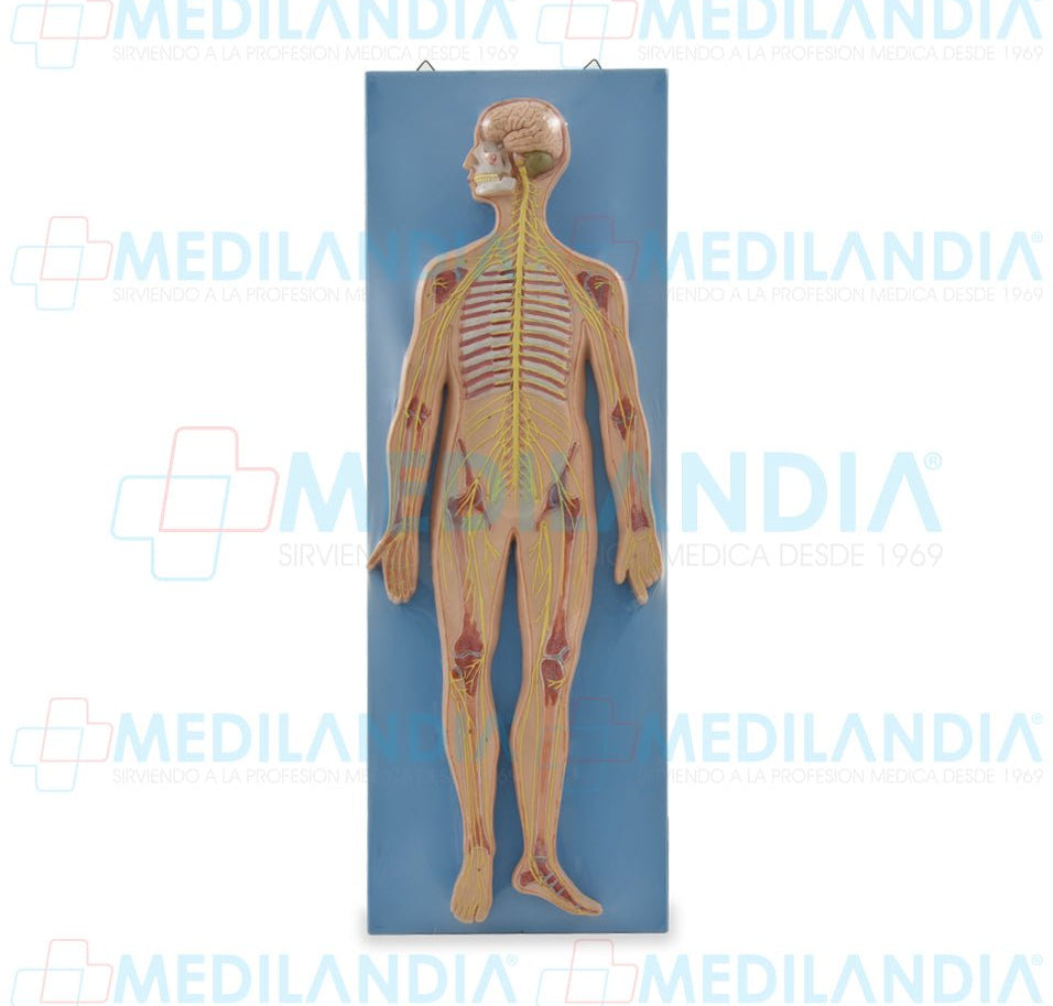 Sistema nervioso montado sobre base - Modelo anatomico - MEDILANDIA- MEDILANDIA | Tienda de productos y equipos médicos de calidad en México | Soluciones profesionales para clínicas, hospitales y consultorios.