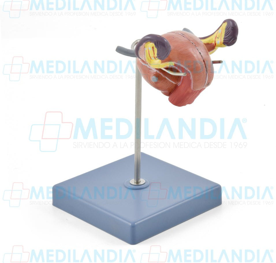 Utero - Modelo anatomico - MEDILANDIA- MEDILANDIA | Tienda de productos y equipos médicos de calidad en México | Soluciones profesionales para clínicas, hospitales y consultorios.