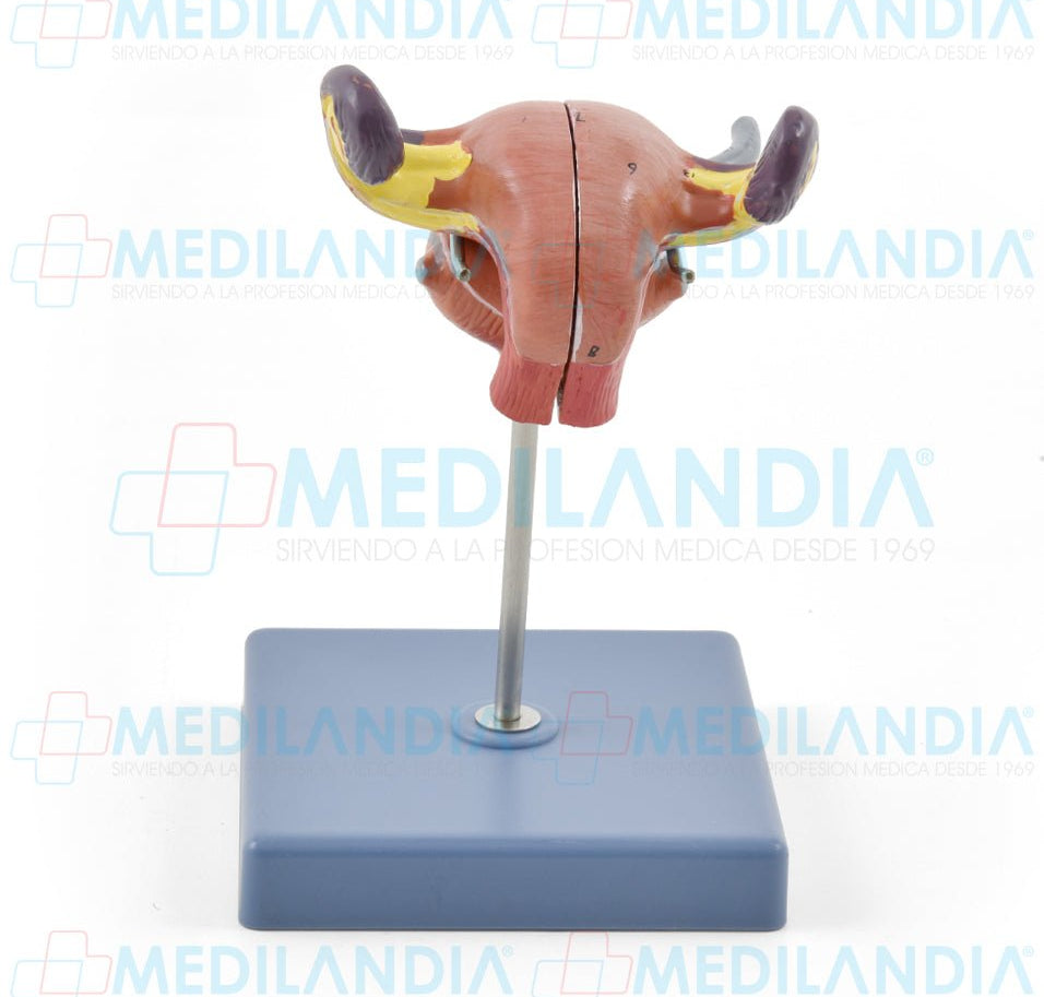 Utero - Modelo anatomico - MEDILANDIA- MEDILANDIA | Tienda de productos y equipos médicos de calidad en México | Soluciones profesionales para clínicas, hospitales y consultorios.